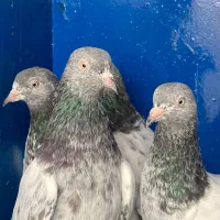 پاکستانی اورجینال|پرنده|بندرعباس, |دیوار