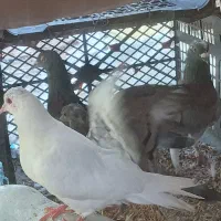 کفتر