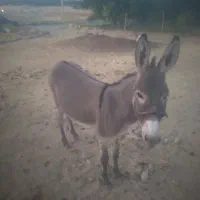 الاغ