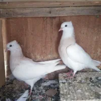 2عدد جوجه کبوتر طوقی سرور زرد