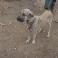 سگ عرقی گمشده