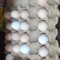 تخم مرغ محلی تازه