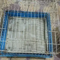 قفس پرنده و جوجه|لوازم جانبی حیوانات|امیدیه, |دیوار