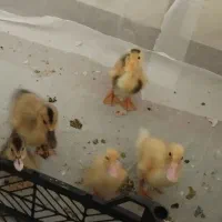 جوجه اوردک عمده وتکی