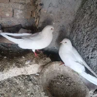 کبوتر|پرنده|باسمنج, |دیوار