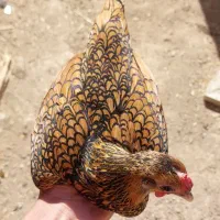 مرغ و خروس پولند و کوشین و جوجه سبرایت