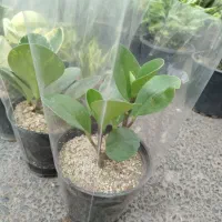گل‌های اپارتمانی