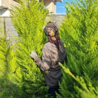 کاج طلایی( لاوسون)