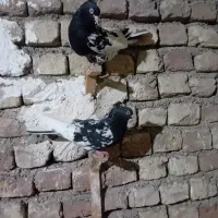 کله سیاه