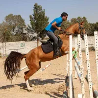 مادیان پرشی ترکمن