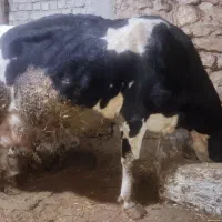 گاو با گوساله