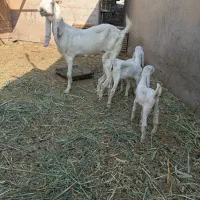 سلام خدمت همه دوستان عزیز بزگلابی سه قلوزا