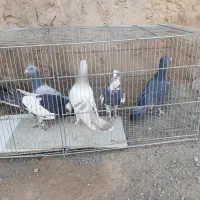 پرنده|پرنده|کرمان, |دیوار