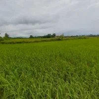 فروش۳هکتار/زمین شالیزار کشاورزی/یه تیکه/مرغوب/شفت|فروش زمین و ملک کلنگی|شفت, |دیوار