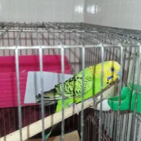 مرغ عشق بالغ با قفس