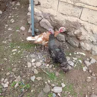 بوقلمون ماده طبیعی