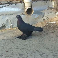 یک عدد قره اغ گوز نر|پرنده|اهر, |دیوار