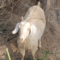 بز چاغ و سر حال