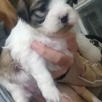 واگذاری توله سگ نژاد شیتزو