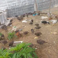 بوقلمون ۳ ماه