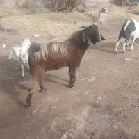 چند راس نری بزرگ فروشی|حیوانات مزرعه|گنبکی, |دیوار