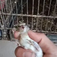 جوجه سهره کال عتیقه