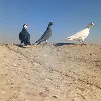 فروشی|پرنده|مه ولات, |دیوار