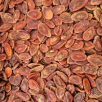 تخمه درجه یک|عمده‌فروشی|کرج, حصارک بالا|دیوار