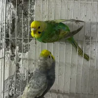 پرنده مرغ عشق رینبو رنگین کمانی بالغ و آماده