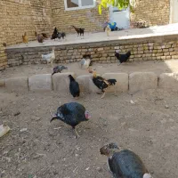 مرغ وخروس بوقلمون به فروش میرسد|حیوانات مزرعه|دشتابی, |دیوار