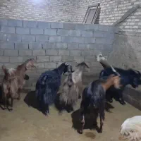 بز  یا بزغاله جوان شیری گوسفند
