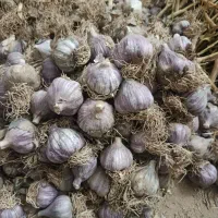 سیر