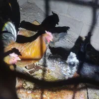 مرغ و خروس|حیوانات مزرعه|بم, |دیوار