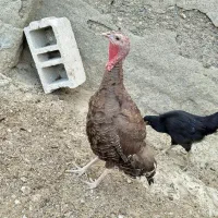 بوقلمون ماده