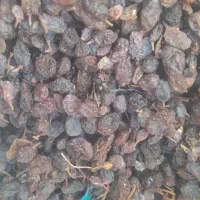 فروش کشمش و فخری دسته چین اینا وانگور دوشاب|خوردنی و آشامیدنی|ملکان, |دیوار
