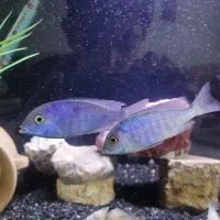 یک جفت ماهی سیچلاید