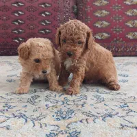 توی پودل نر|سگ|قائمشهر, |دیوار