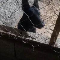 واگذاری ژرمن|سگ|بوشهر, |دیوار