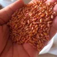 گندم|گل و گیاه طبیعی|ایوان, |دیوار