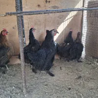 مرغ رسمی تخم کن|حیوانات مزرعه|ری, سیزده آبان|دیوار