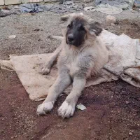 توله سگ ماده