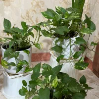 فروش انواع پتوس و سانسوریا