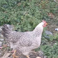 دوتا مرغ فروشی