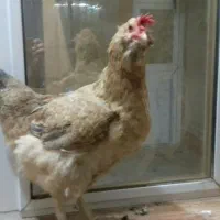 مرغ رسمی تخم گذار