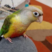 یک عدد جوجه گرینچیک نر آناناسی فوق دستی