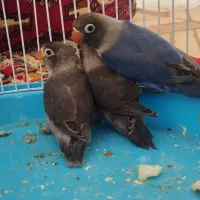 جوجه کوتوله خوشگل ۲ماهه فریمان