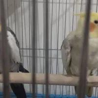 عروس هلندی|پرنده|اسلامآباد غرب, |دیوار