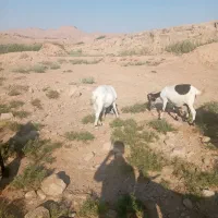 بز داشتی|حیوانات مزرعه|شوشتر, |دیوار