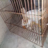 خرگوش