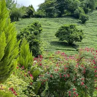 فروش وتهاتر ویلایی براصلی آلمان 2نبش سندار208متر